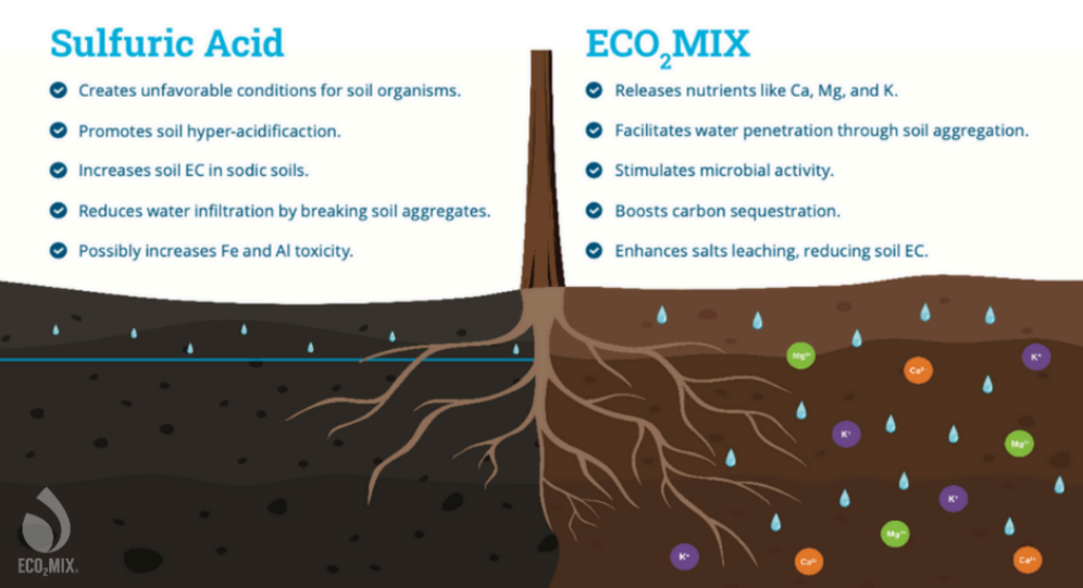 Root development with Sulfuric Acid vs Carbonic Acid for pH Control