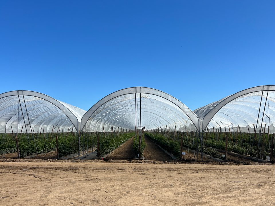 Blackberries in production