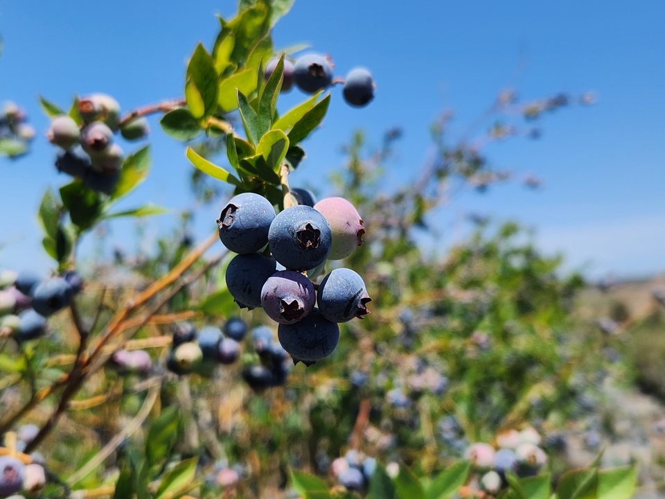 Blueberries growing on the bush