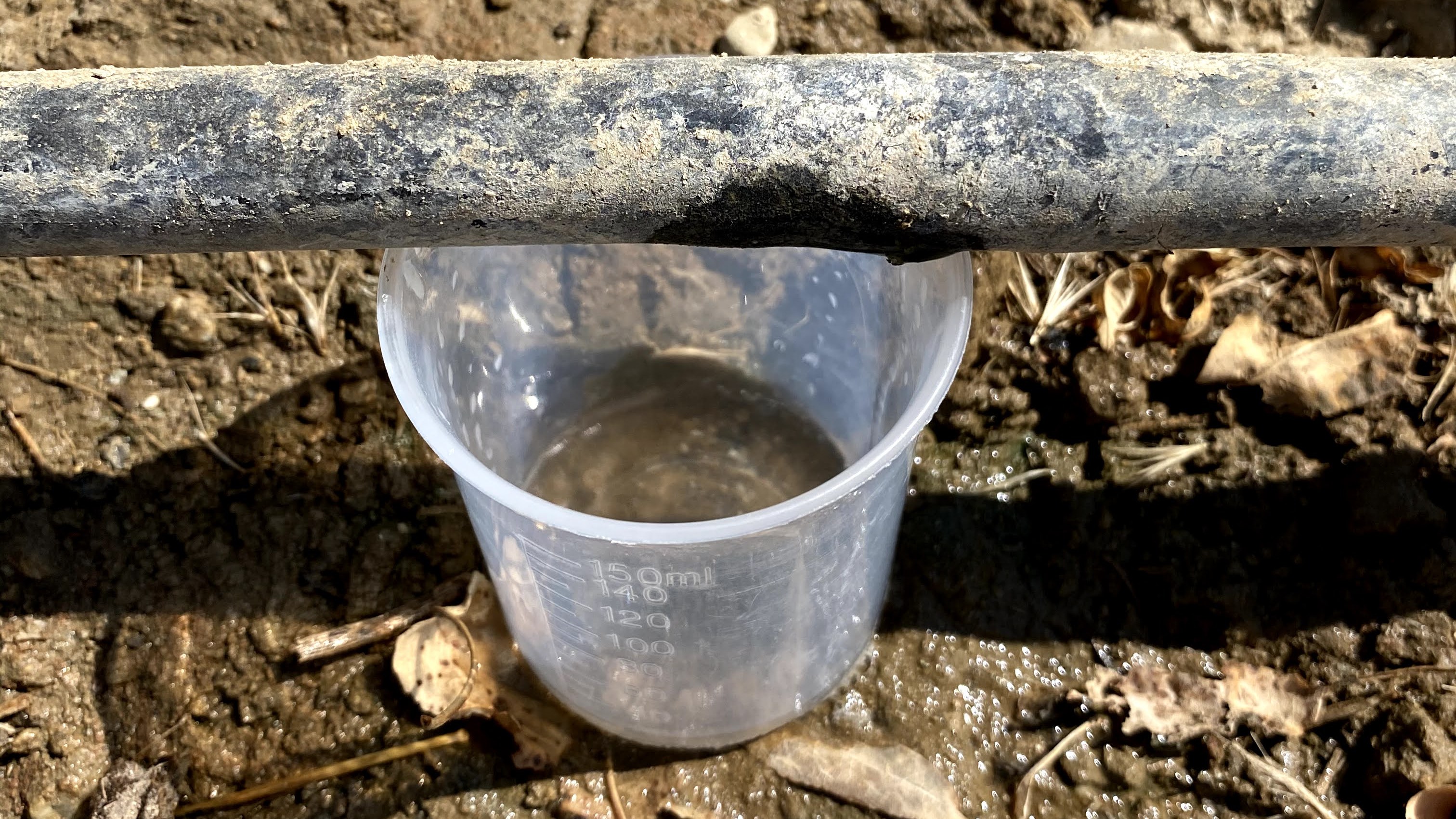 A measuring cup catching water directly under a drip line at the emitter for an immediate field pH reading