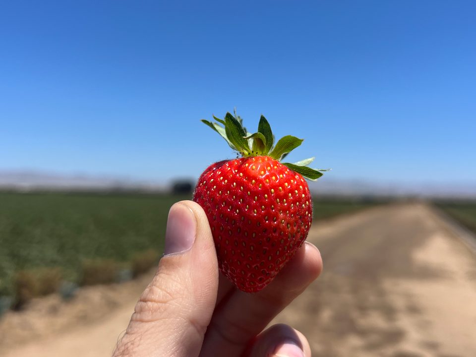 BeCrop Case Study: Results from Two Years of Strawberry Carbonic Acid Application