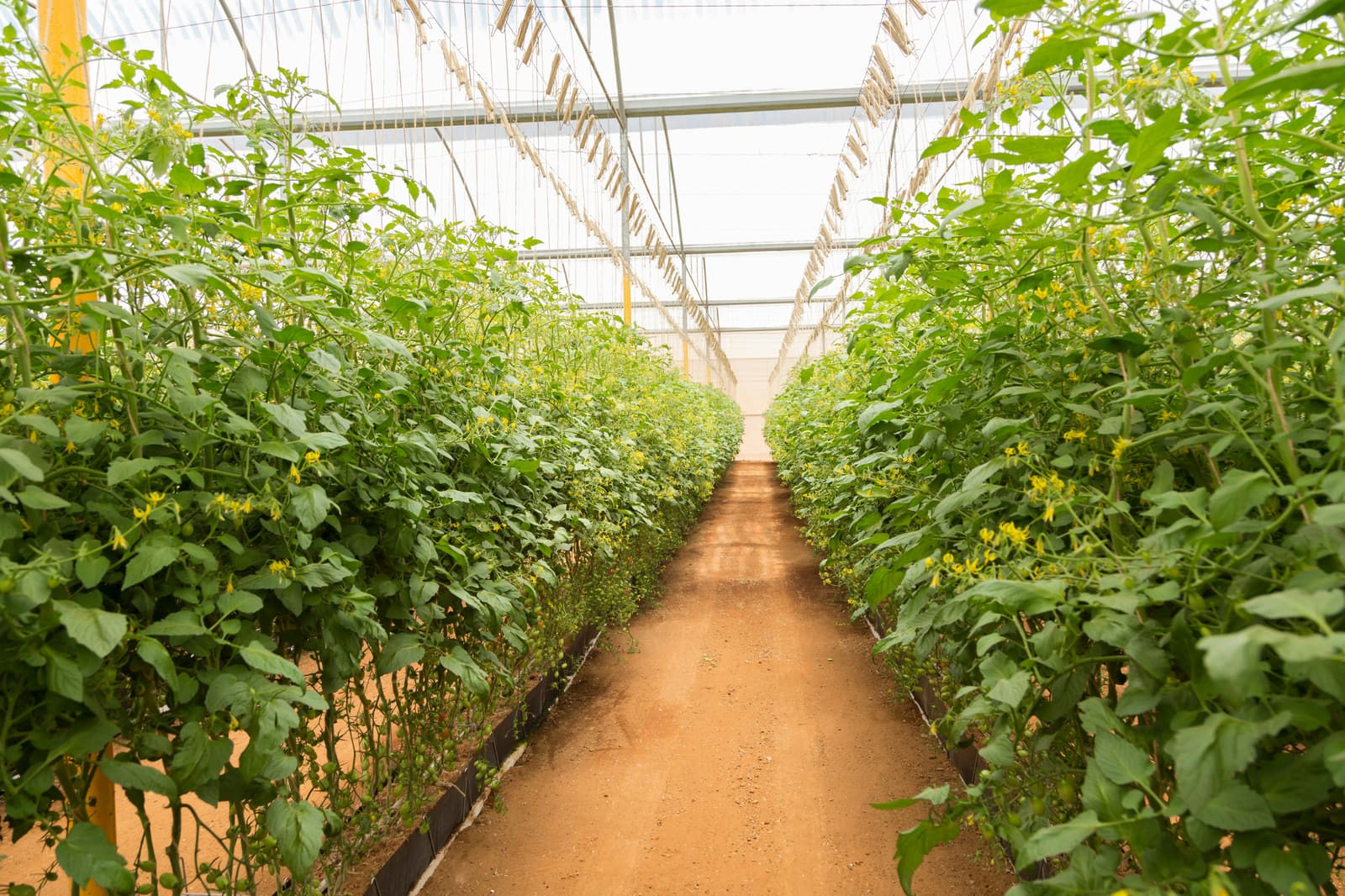 Greenhouse vegetable production