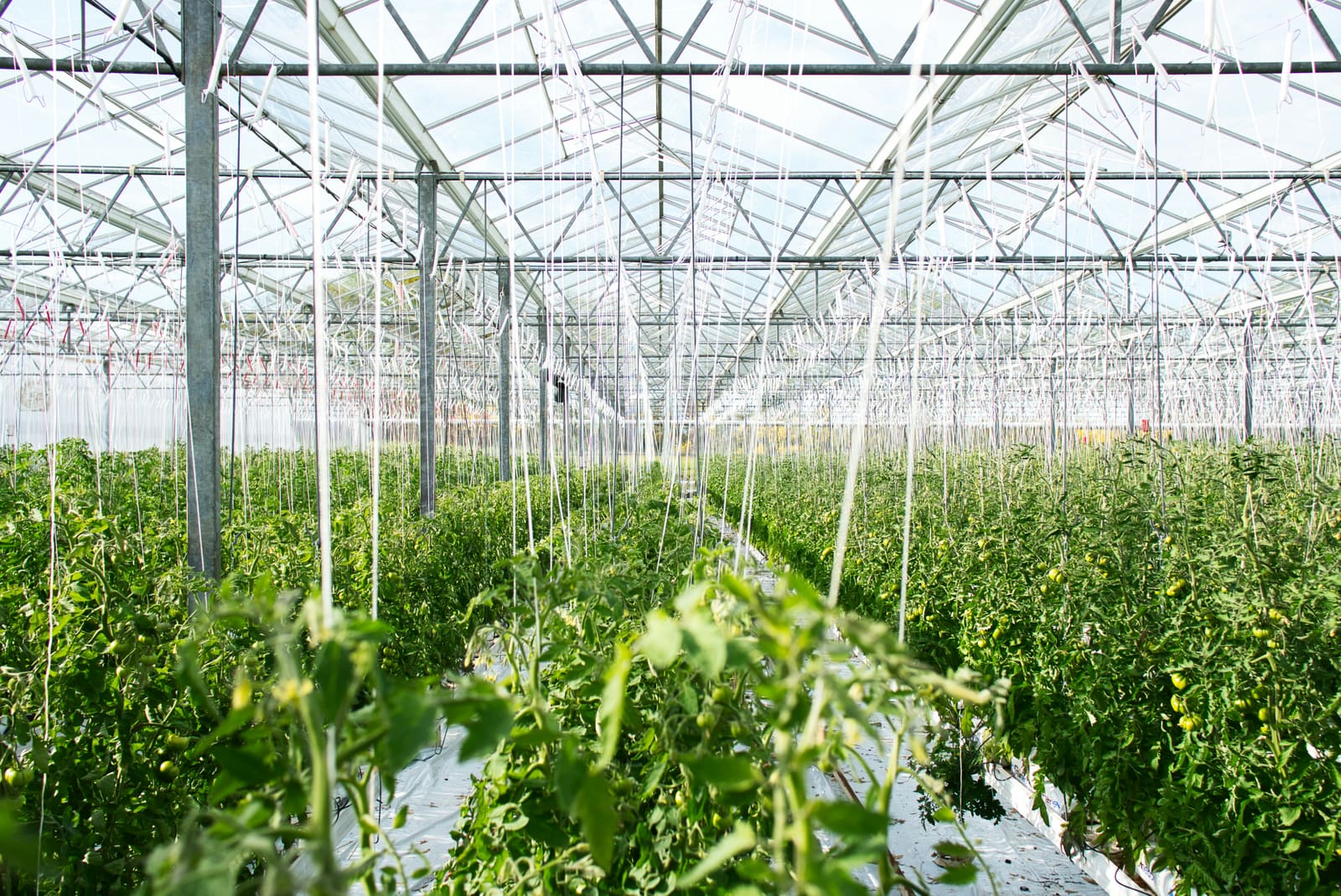 Greenhouse vegetable production irrigated with ECO2MIX carbonic acid