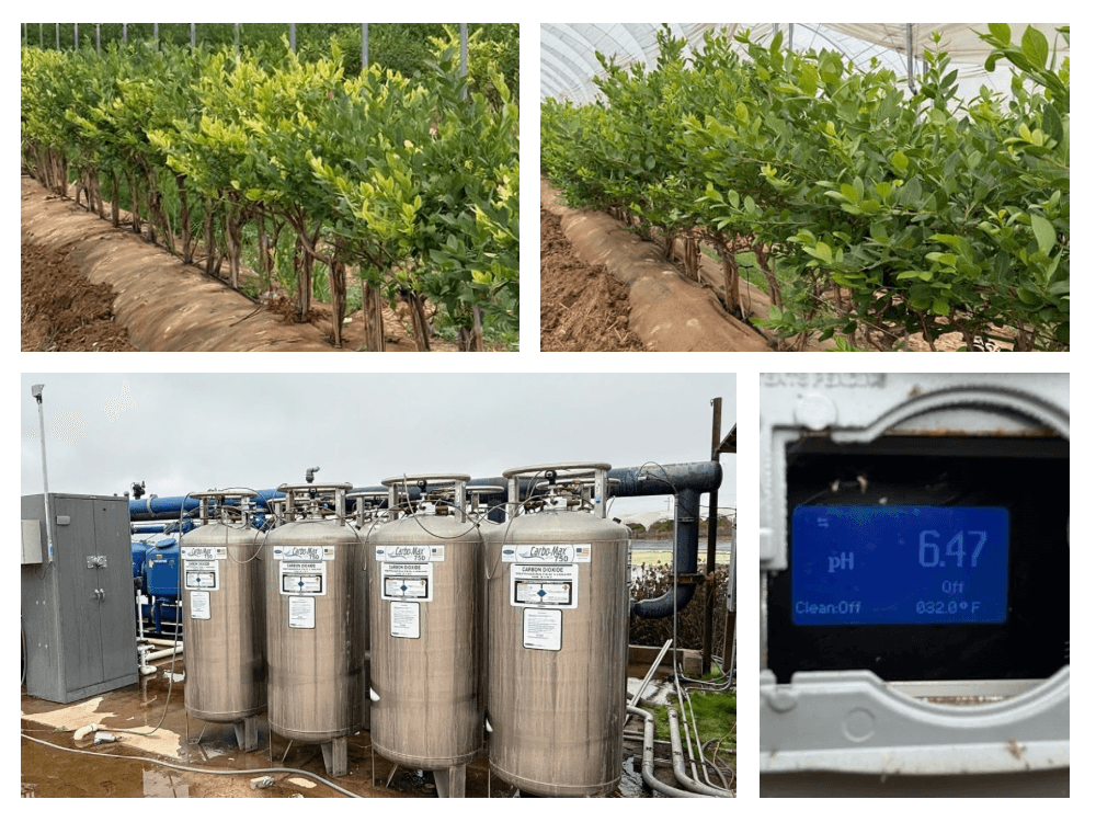 Side-by-side showing blueberries treated with ECO2MIX before and after, with water pH displayed at 6.3