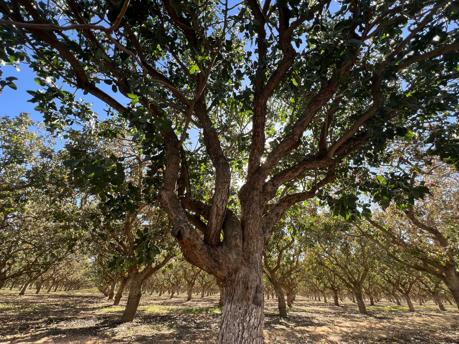 Mature pistachio orchard in California's Central Valley