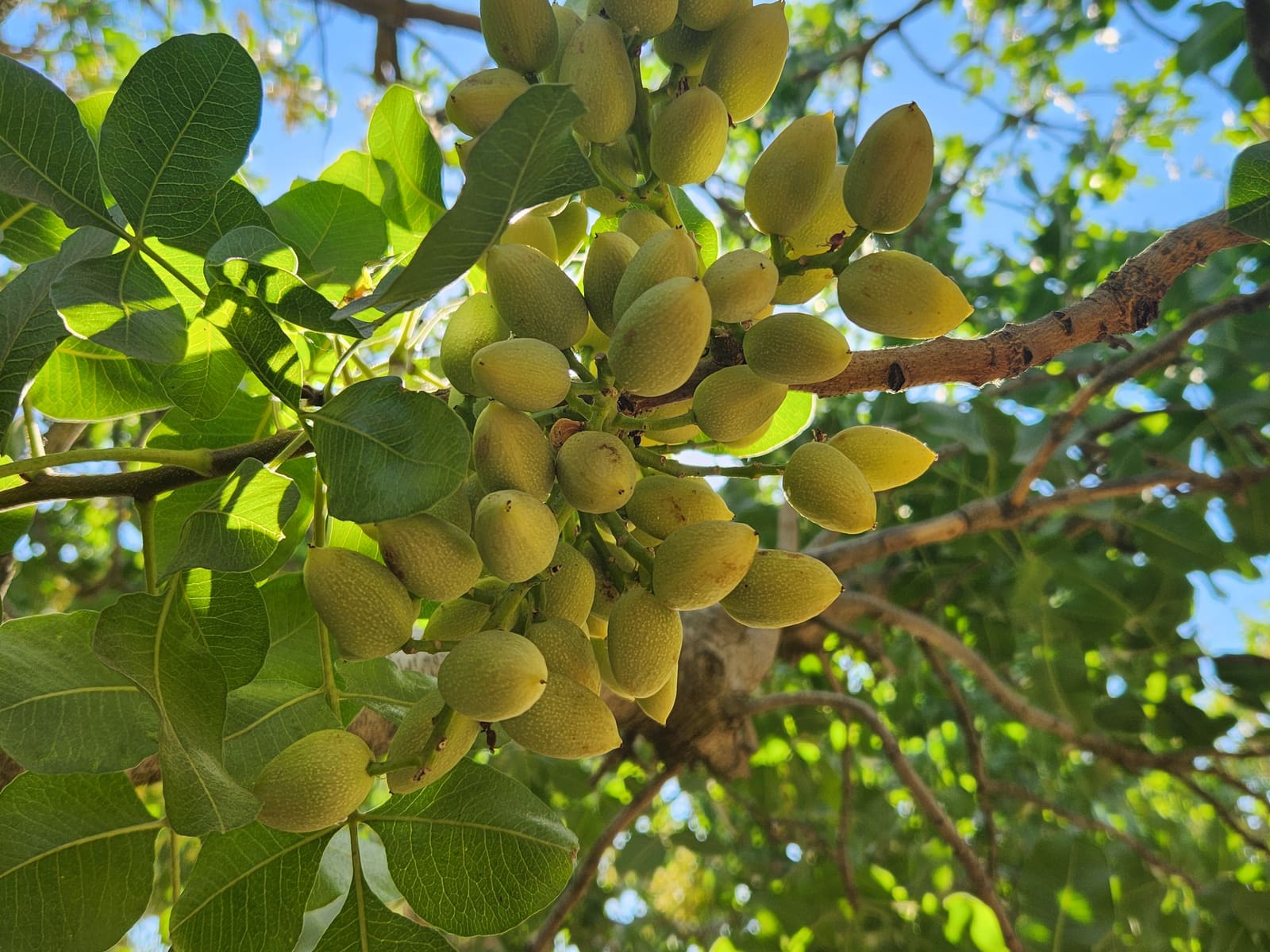 Pistachio clusters on the tree