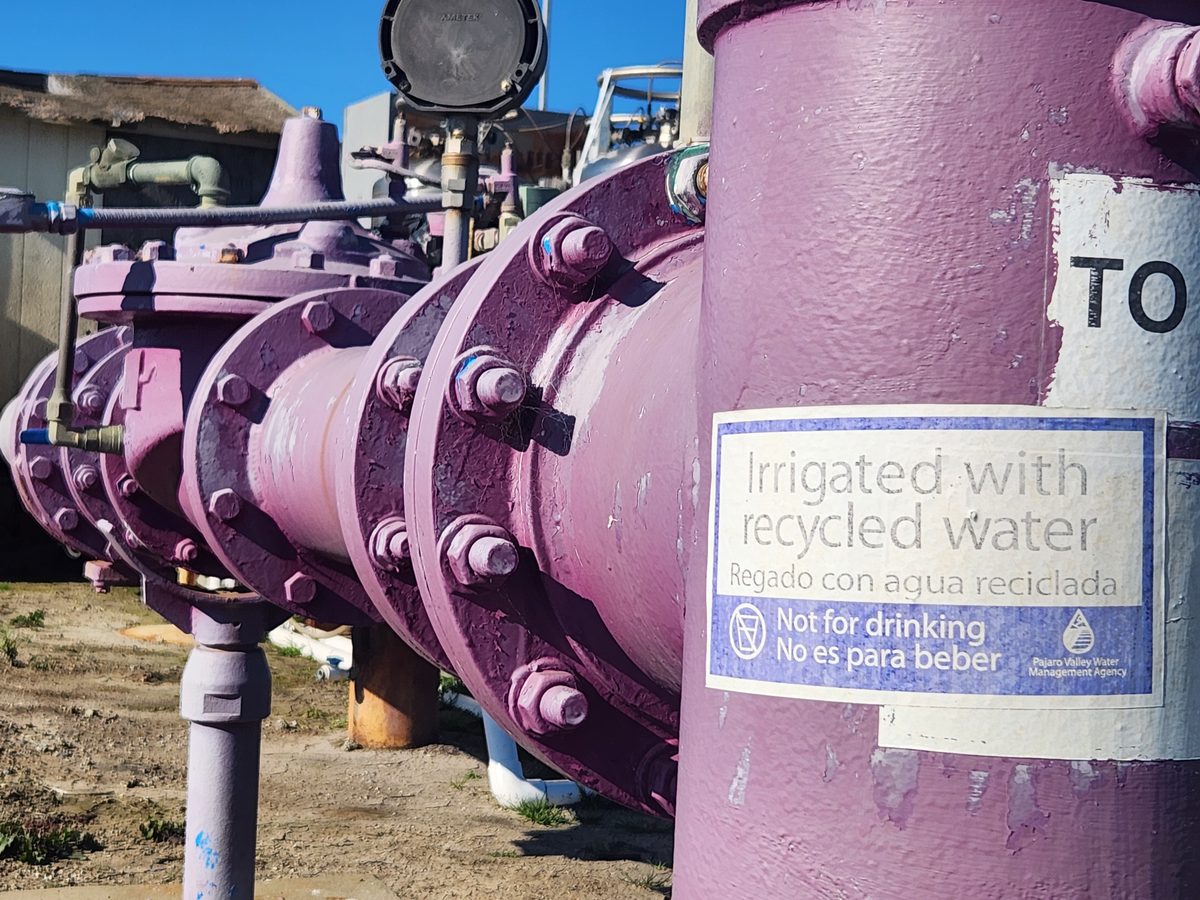 Recycled Water, Growing Healthy Strawberries