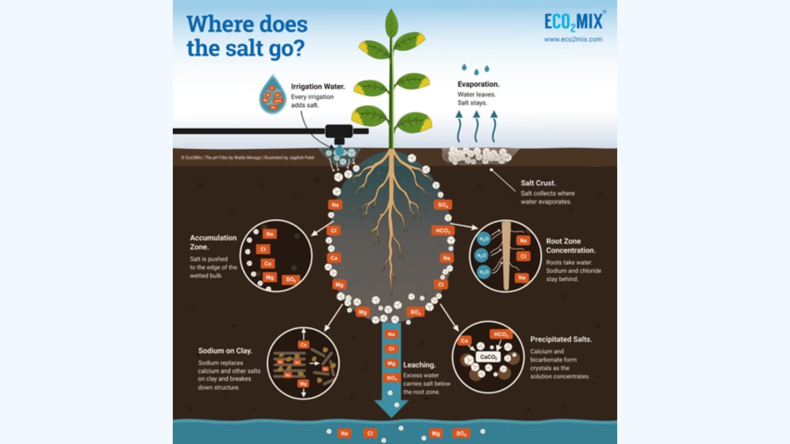 Where the Salt Goes Under Drip Irrigation