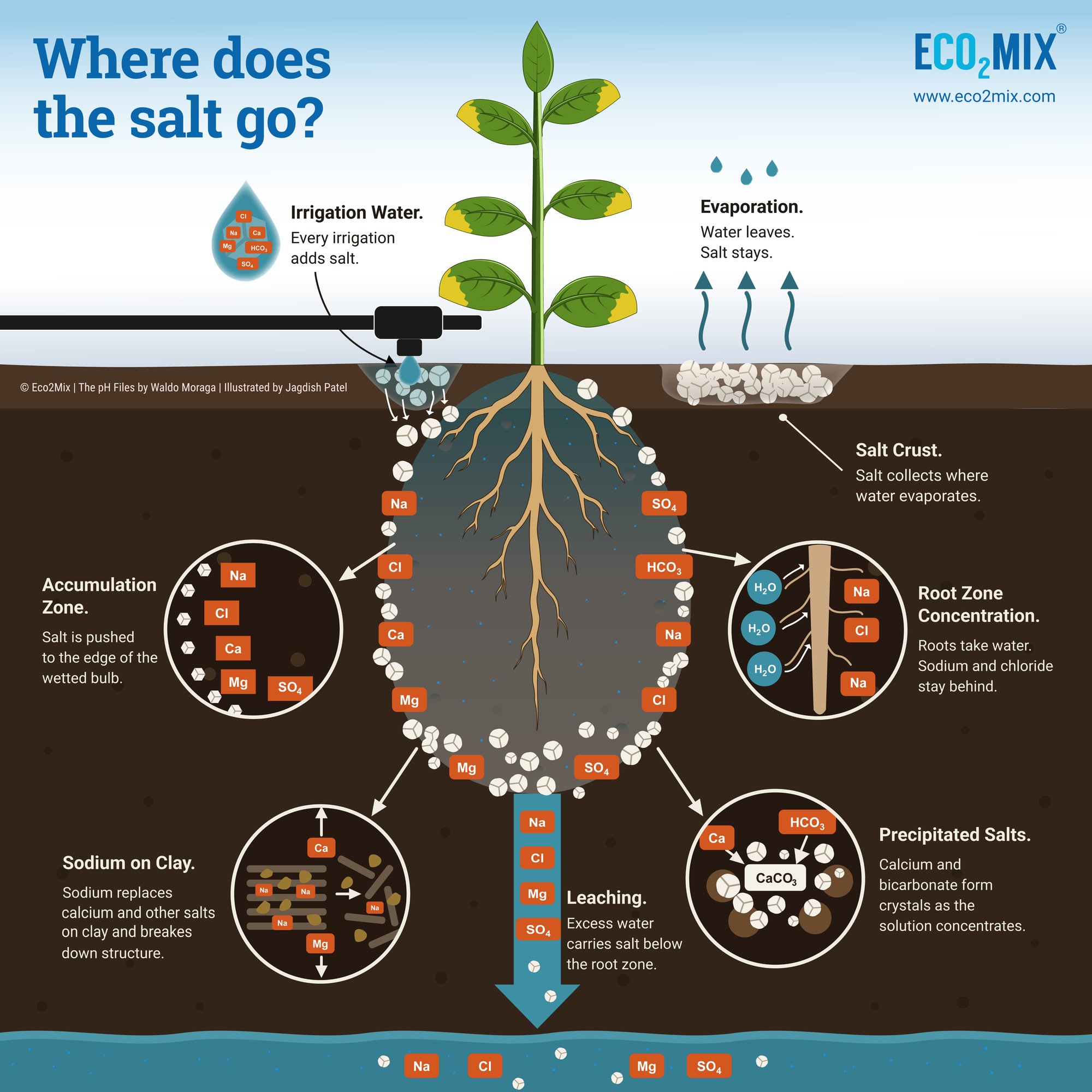share Salt accumulation under drip irrigation shown as a clean zone beneath the emitter and salt collecting at the edge of the wet soil