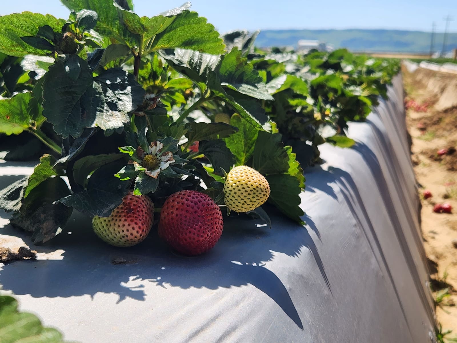 Strawberry field under irrigation