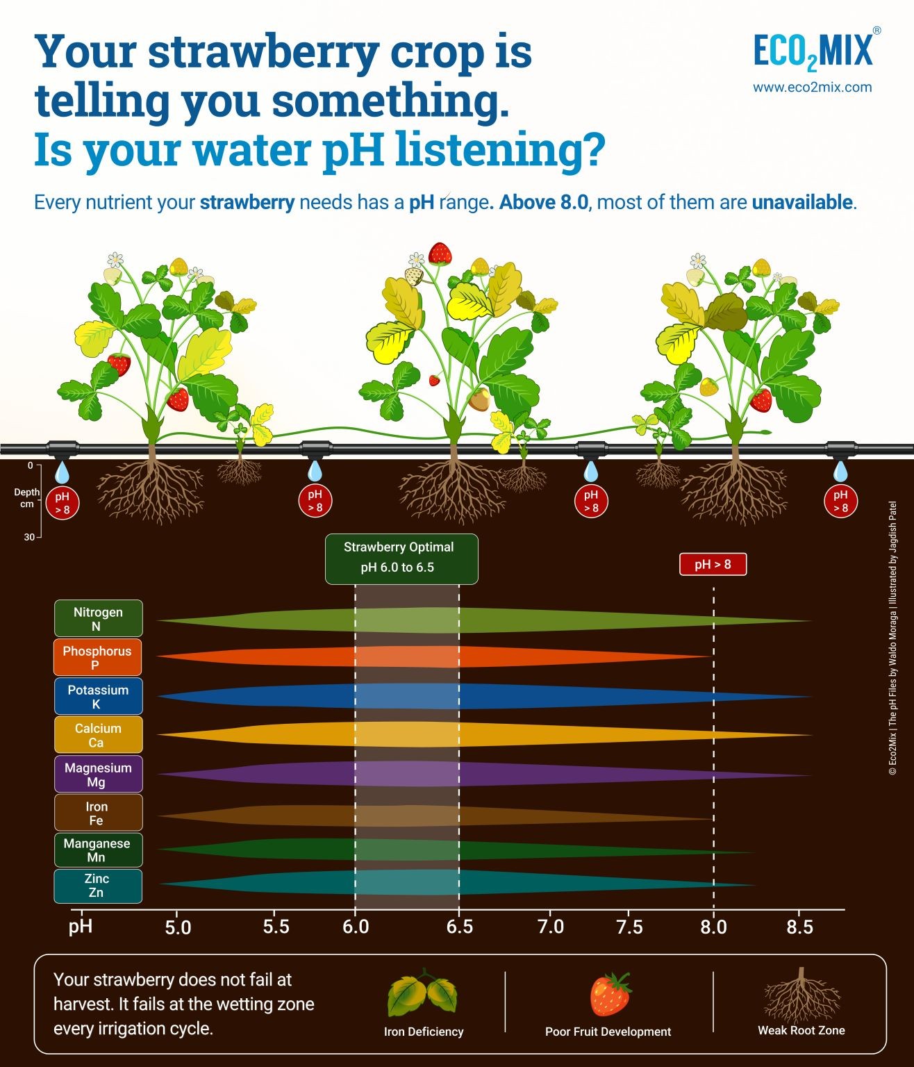 Nutrient availability by water pH for strawberries: nitrogen, phosphorus, potassium, calcium, magnesium, iron, manganese, and zinc all peak in the pH 6.0 to 6.5 range and drop off above pH 8.0